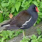 Gallinule poule-d'eau