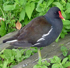 Gallinule poule-d'eau
