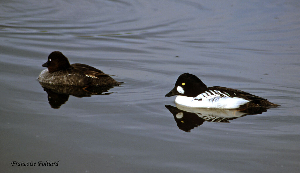 Common Goldeneye adult, identification, Behaviour