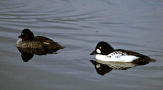 Common Goldeneye