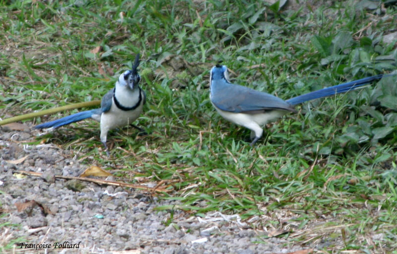 White-throated Magpie-Jay , identification