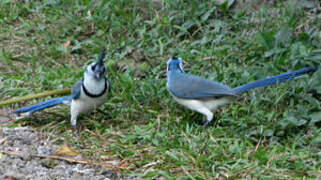 White-throated Magpie-Jay