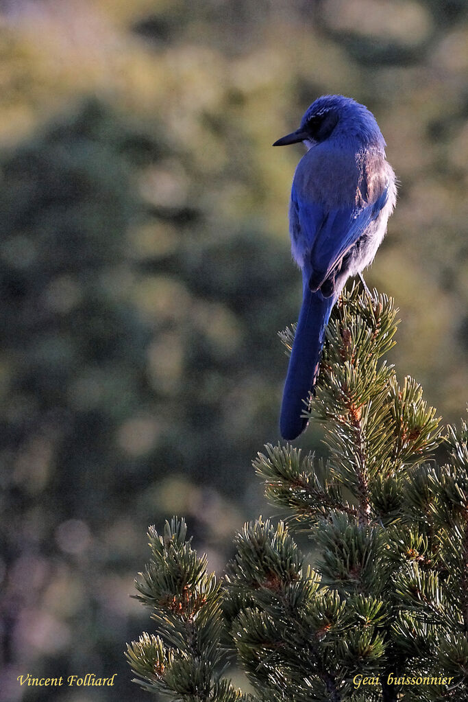 Woodhouse's Scrub Jay male adult, identification