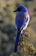 Woodhouse's Scrub Jay