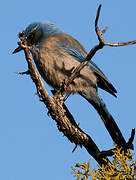 Woodhouse's Scrub Jay