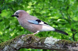 Eurasian Jay