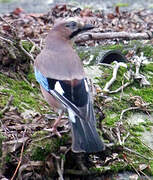 Eurasian Jay