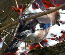 Eurasian Jay