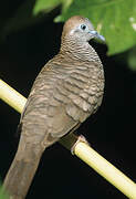 Zebra Dove