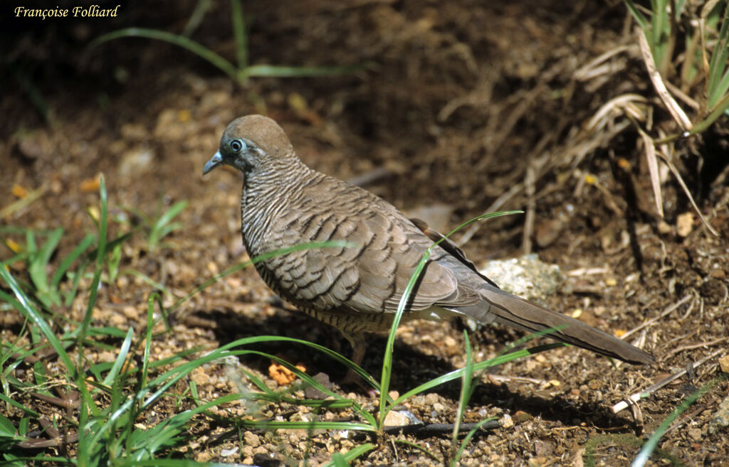 Zebra Doveadult, identification