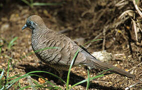 Zebra Dove