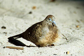 Zebra Dove