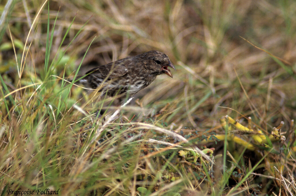 Géospize fuligineux, identification, Comportement