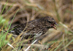 Small Ground Finch