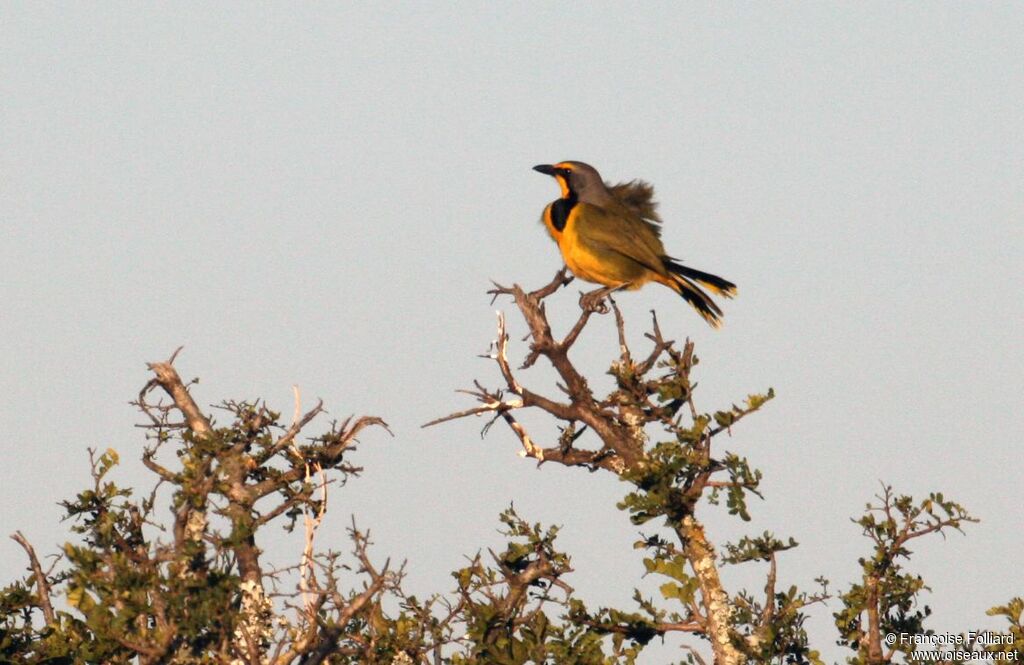 Bokmakierie male adult, identification