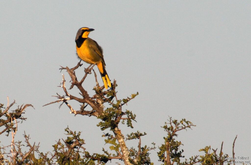 Bokmakierie male adult, identification