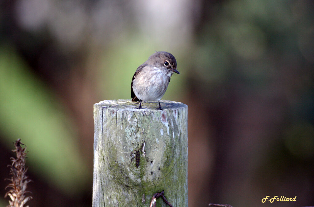 African Dusky Flycatcheradult, identification