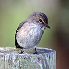 Gobemouche sombre