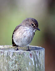 Gobemouche sombre