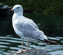 Ring-billed Gull