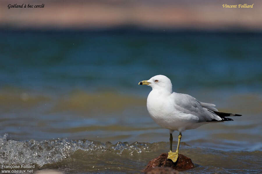 Ring-billed Gulladult, identification