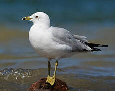 Ring-billed Gull