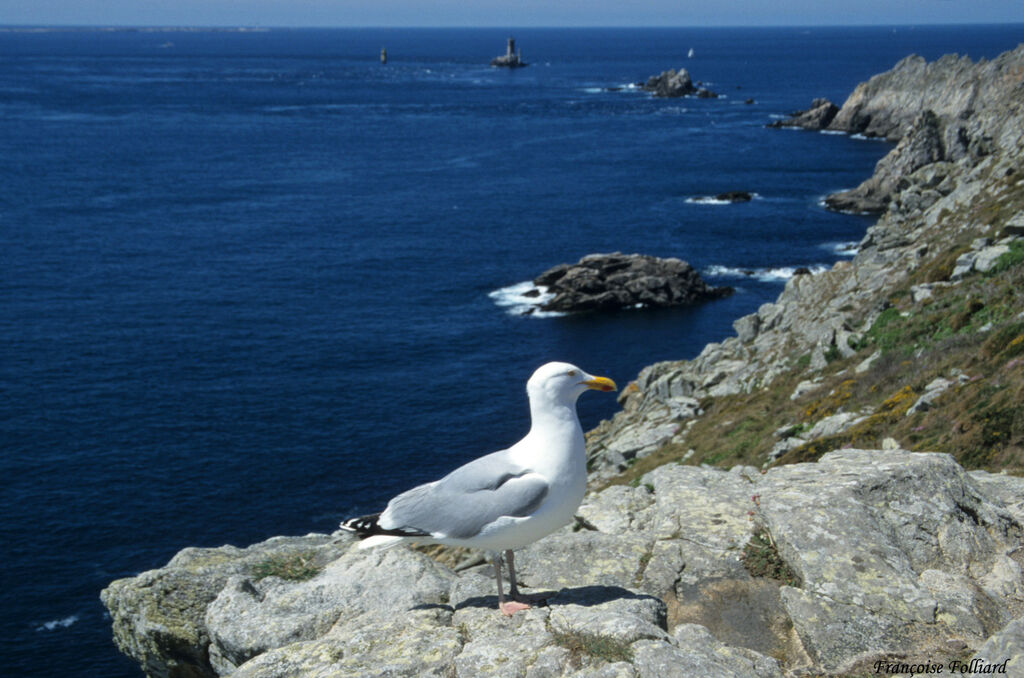 European Herring Gulladult, identification