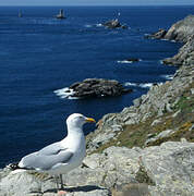 European Herring Gull