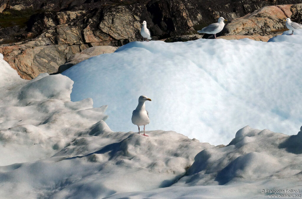 Glaucous Gull, identification