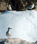 Glaucous Gull