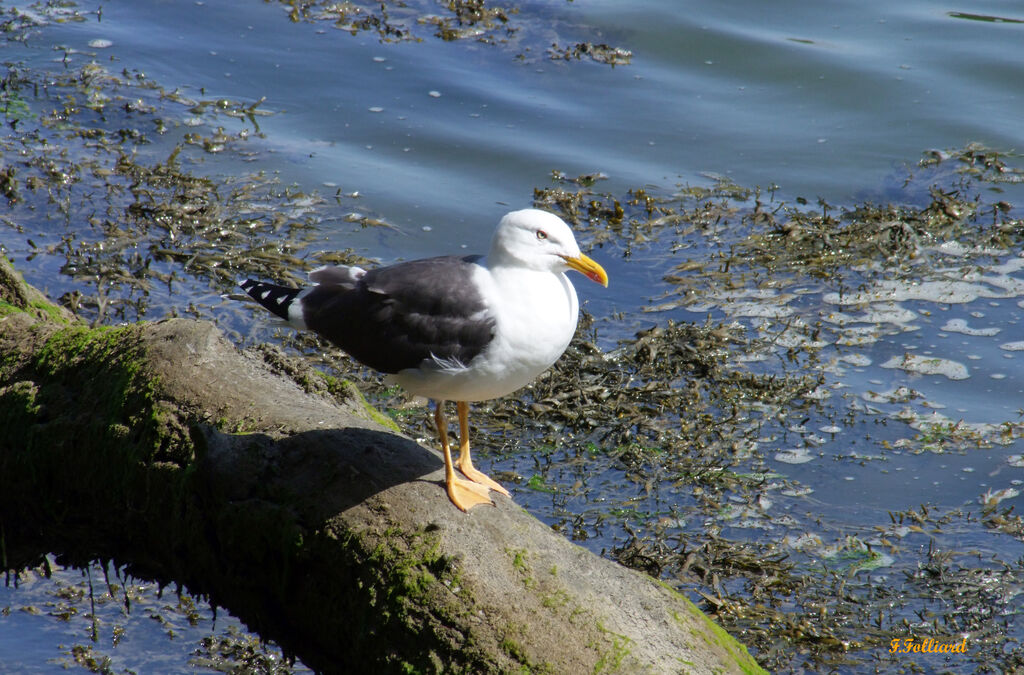 Lesser Black-backed Gulladult, identification