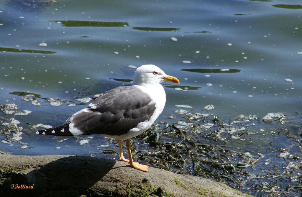 Lesser Black-backed Gulladult, identification