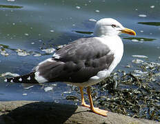 Lesser Black-backed Gull