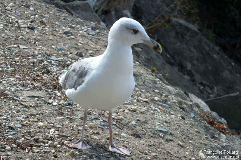 Armenian Gull, identification