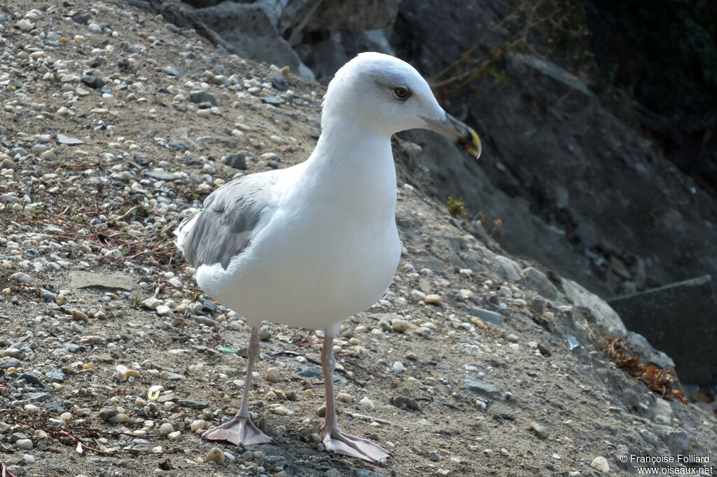 Goéland d'Arménie, identification