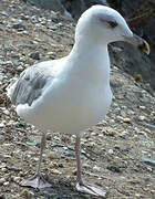 Armenian Gull