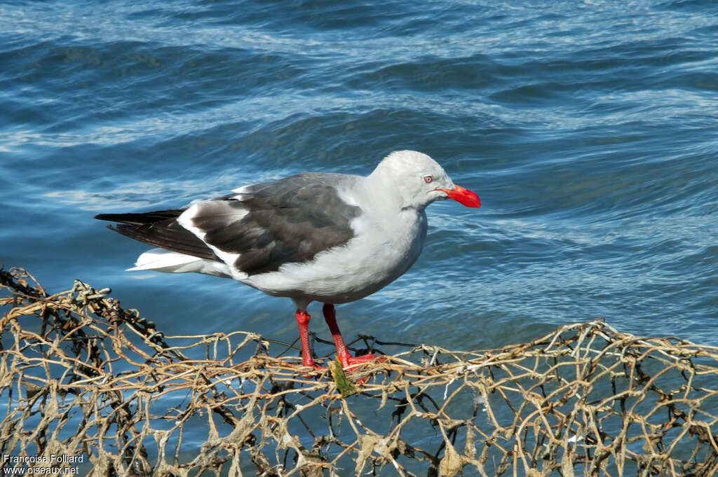 Dolphin Gull, identification