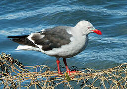 Dolphin Gull