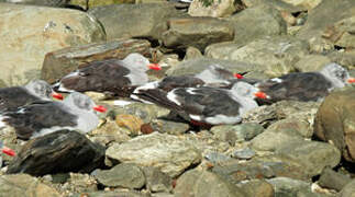 Dolphin Gull