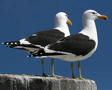 Kelp Gull