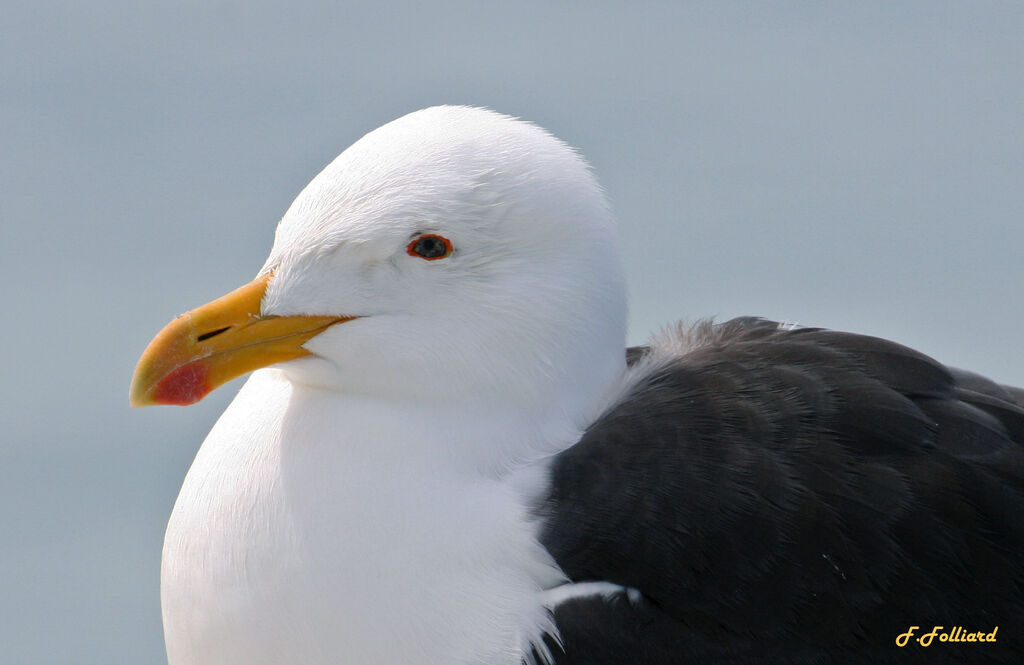 Goéland dominicainadulte, identification