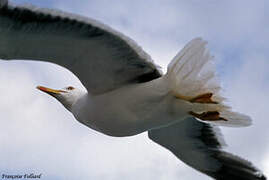 Great Black-backed Gull