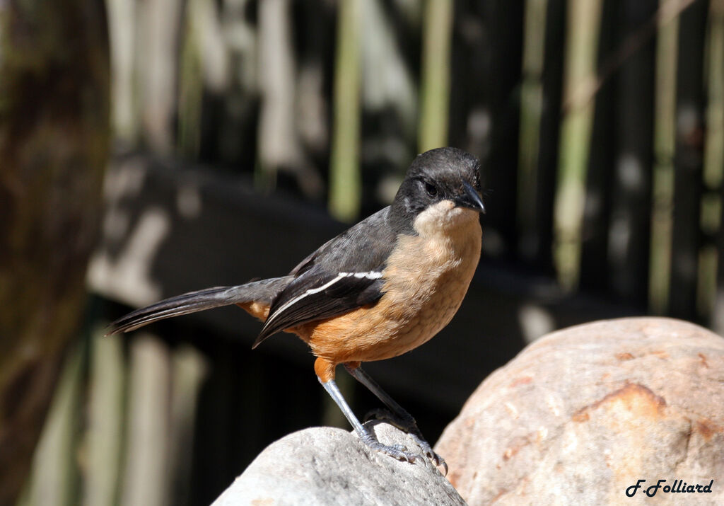 Southern Boubouadult, identification