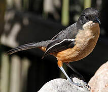 Southern Boubou