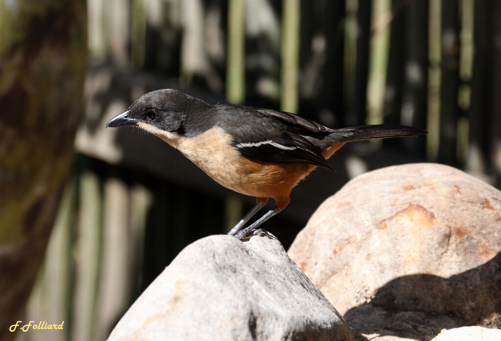 Southern Boubouadult, identification