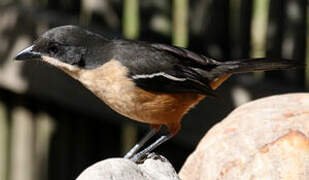 Southern Boubou