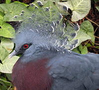 Victoria Crowned Pigeon