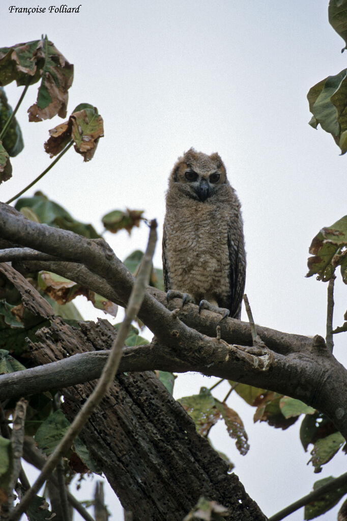 Grand-duc d'Amériqueimmature, identification