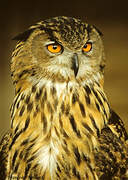 Eurasian Eagle-Owl