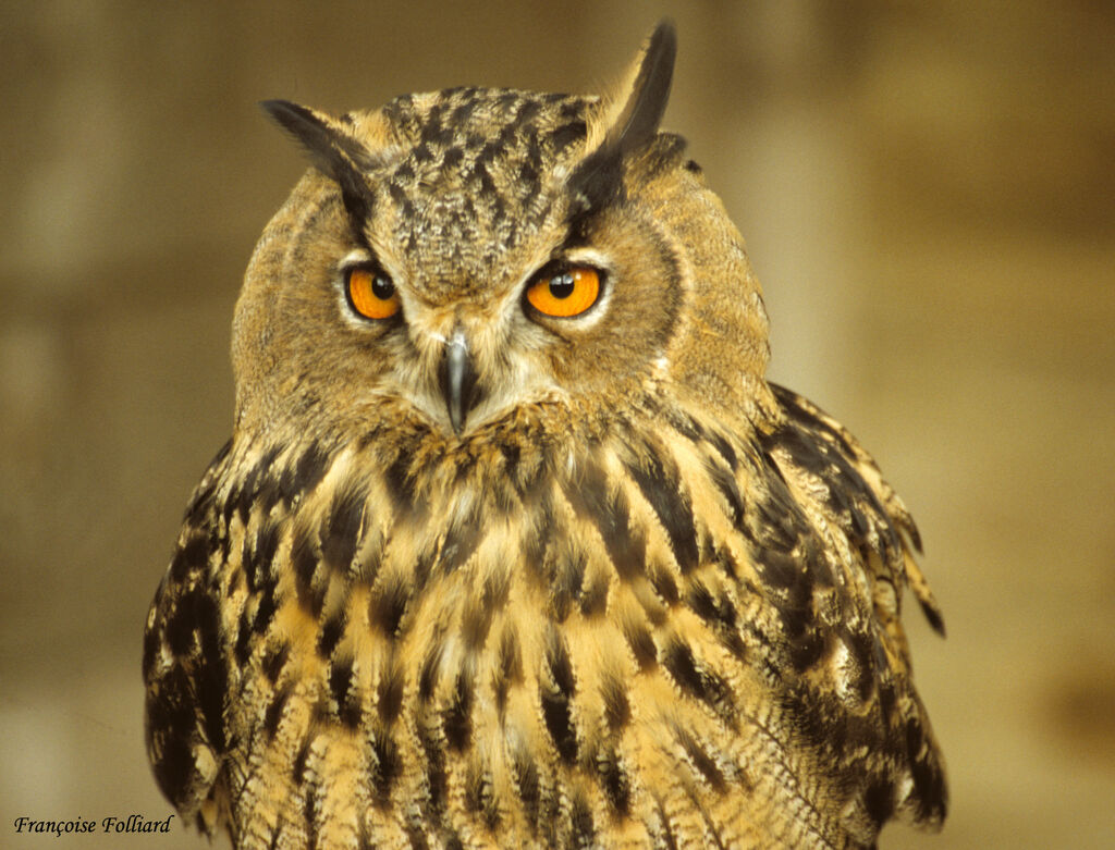 Eurasian Eagle-Owl, identification